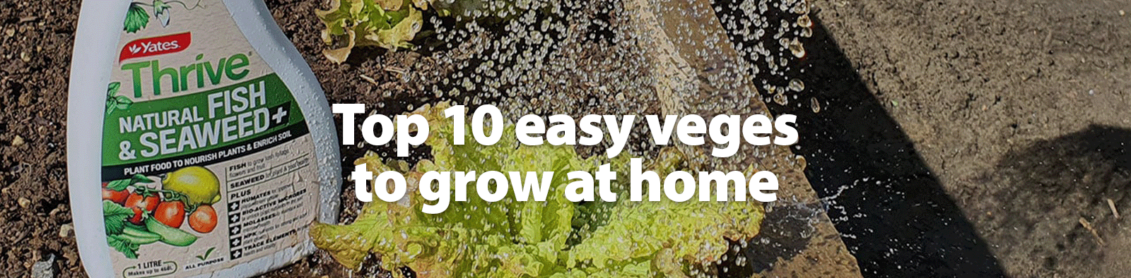 Top 10 easy veges to grow