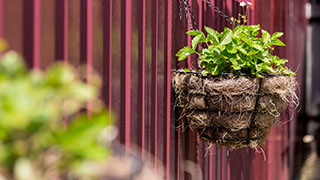 How to garden with limited space