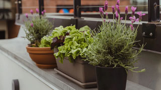 Winter gardening tips & tricks