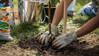 A person wearing gardening gloves, gardening