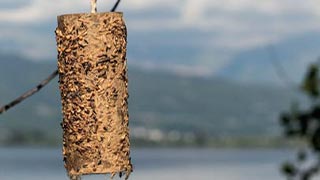 Toilet Roll Bird Feeder Toilet Roll Bird Feeder