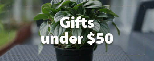 Shop Gifts Under $50 for Mother's Day