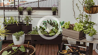 How to create mobile veggie gardens