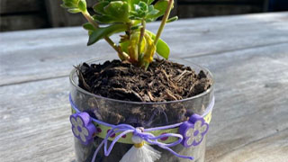 Low Maintenance Succulent Jars Low Maintenance Succulent Jars