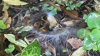 Why and how to install garden irrigation