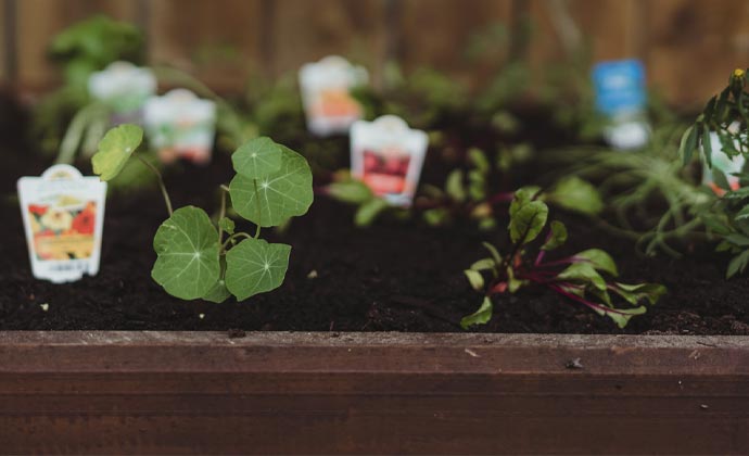 How to grow an organic garden How to grow an organic garden