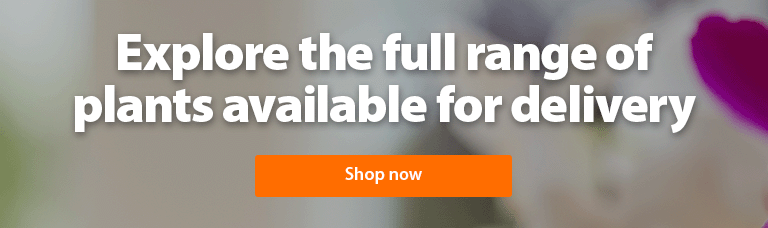 Explore the full range of plants available for delivery
