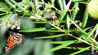 Kids Guide to Swan Plants & Monarch Butterflies Kids Guide to Swan Plants & Monarch Butterflies