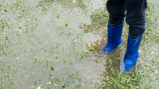 When bad weather affects the garden