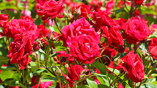 Winter rose care tips