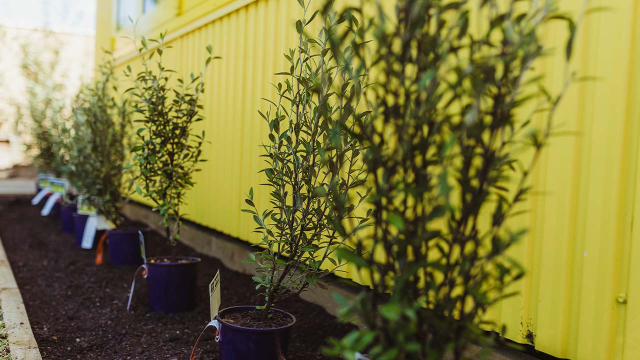 The secret to happy and healthy hedges