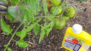 Top 5 summer tomato problems