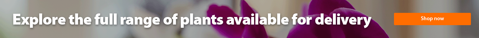 Explore the full range of plants available for delivery