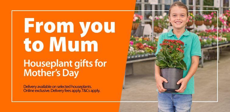 From you to Mum. Houseplant gifts for Mother’s Day. Delivery available on selected houseplants. Online exclusive. Delivery fees apply. T&Cs apply.