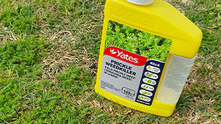 Love your lawn