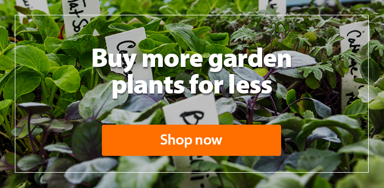 Buy more garden plants for less. Shop now.