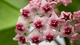 How to grow hoyas