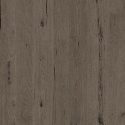 Coronet Beech