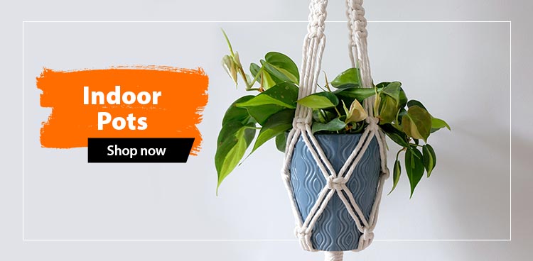 Indoor-Pots-SB.jpg