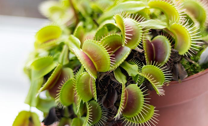 How to grow carnivorous plants How to grow carnivorous plants