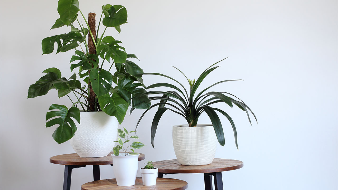 Breath some life into your living space