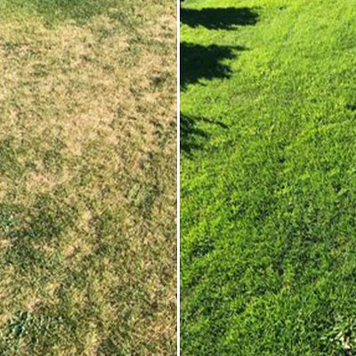 Tania - Lawn Makeover