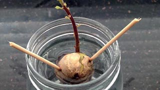 Growing an Avocado from a Seed Growing an Avocado from a Seed