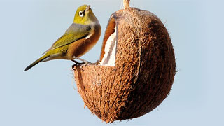 How to attract wild birds to your garden