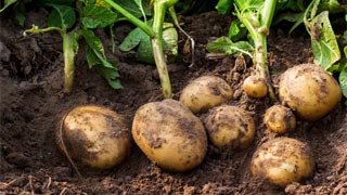 Growing Potatoes From Potatoes Growing Potatoes From Potatoes