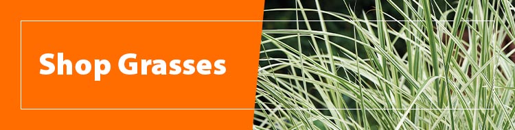 Shop-Grasses-750x190px-SB.jpg Shop-Grasses-750x190px-SB.jpg