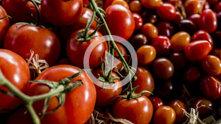 How to grow tomatoes