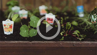 How to grow an organic garden