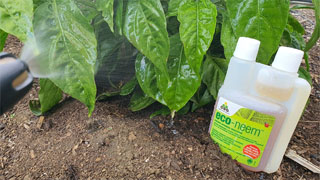 Protect your vegetable crops from pests
