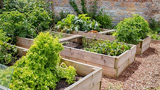 Garden Garden