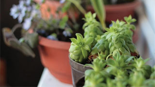 How to grow plants in containers