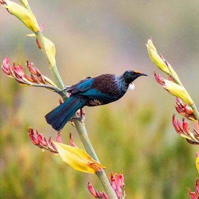 Pollen Tui