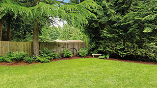 Tips for the ultimate green lawn