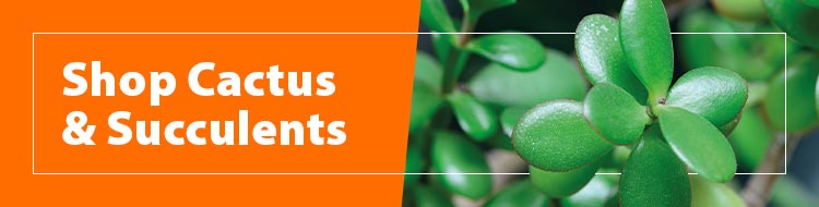 Shop-Succulents-and-Cactus-750x190px-SB.jpg Shop-Succulents-and-Cactus-750x190px-SB.jpg