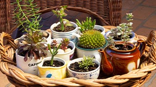 Planting Succulents in Old Coffee Mugs