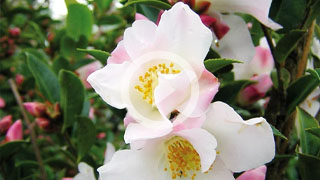 How to grow camellias