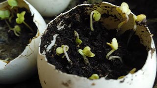 Eggshell Planter Eggshell Planter