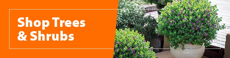 Shop-Trees-and-Shrubs-750x190px-SB.jpg Shop-Trees-and-Shrubs-750x190px-SB.jpg