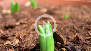 How to grow from seeds