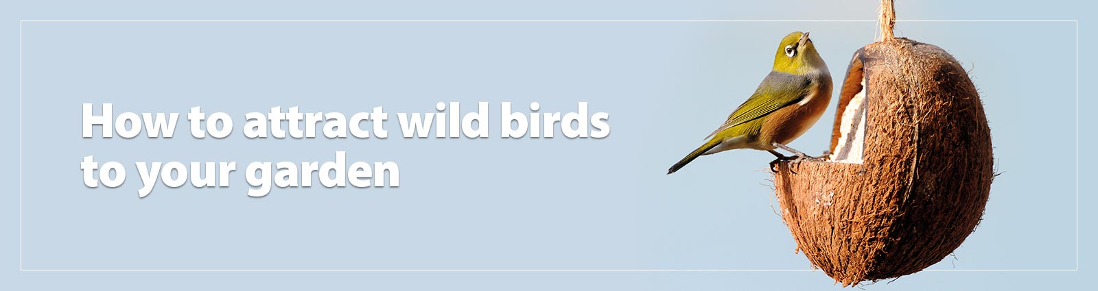 How to attract wild birds to your garden