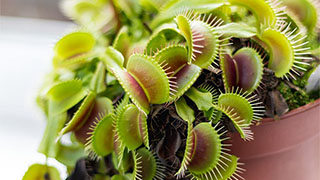 How to grow carnivorous plants