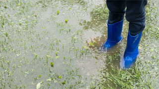 When bad weather affects the garden