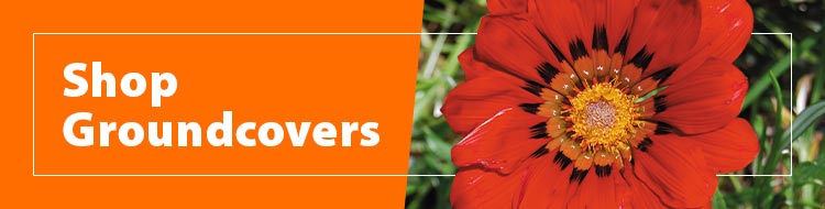 Shop-Groundcovers-750x190px-SB.jpg Shop-Groundcovers-750x190px-SB.jpg