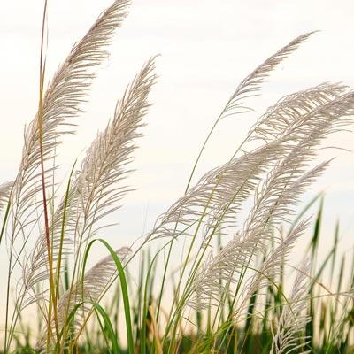 Feathery Fronds
