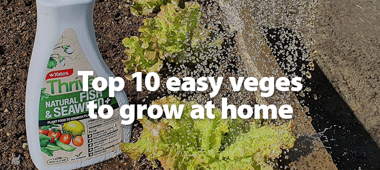 Top 10 easy veges to grow