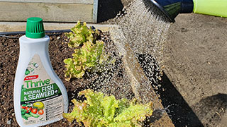 Top 10 easy veges to grow at home